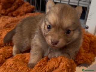 Pomchi dogs Last 3 super loving boys still available - Advert 13