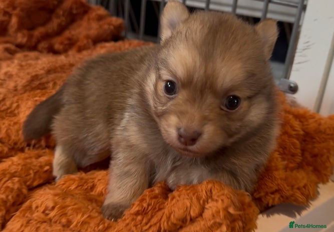 Pomchi dogs Last 3 super loving boys still available - Advert 9