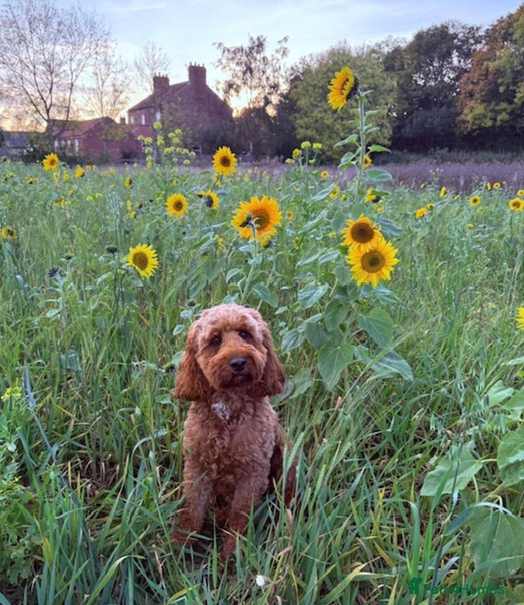 Cockapoo dogs for sale: *Stunning  litter of F2 cockapoo puppies*** - Advert 12