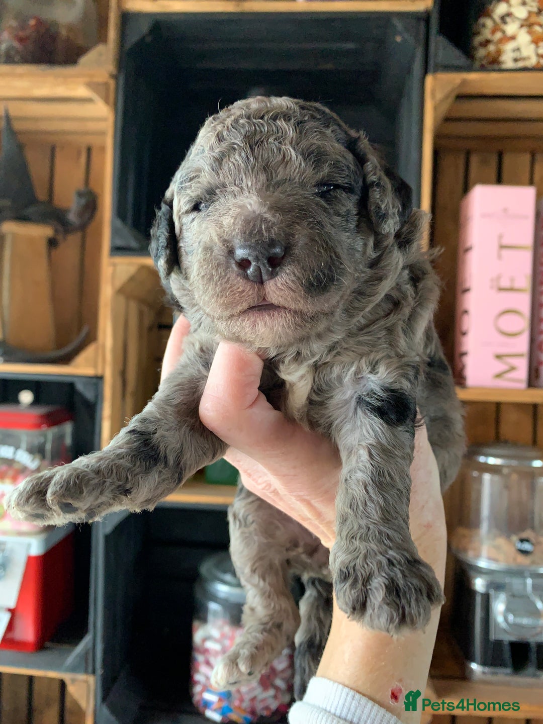 Bernedoodle dogs for sale: Standard Bernedoodle Blue Merle, Black White. - Image 33