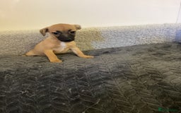 Jack Russell dogs for sale: Jack Russell puppies  - Image 24