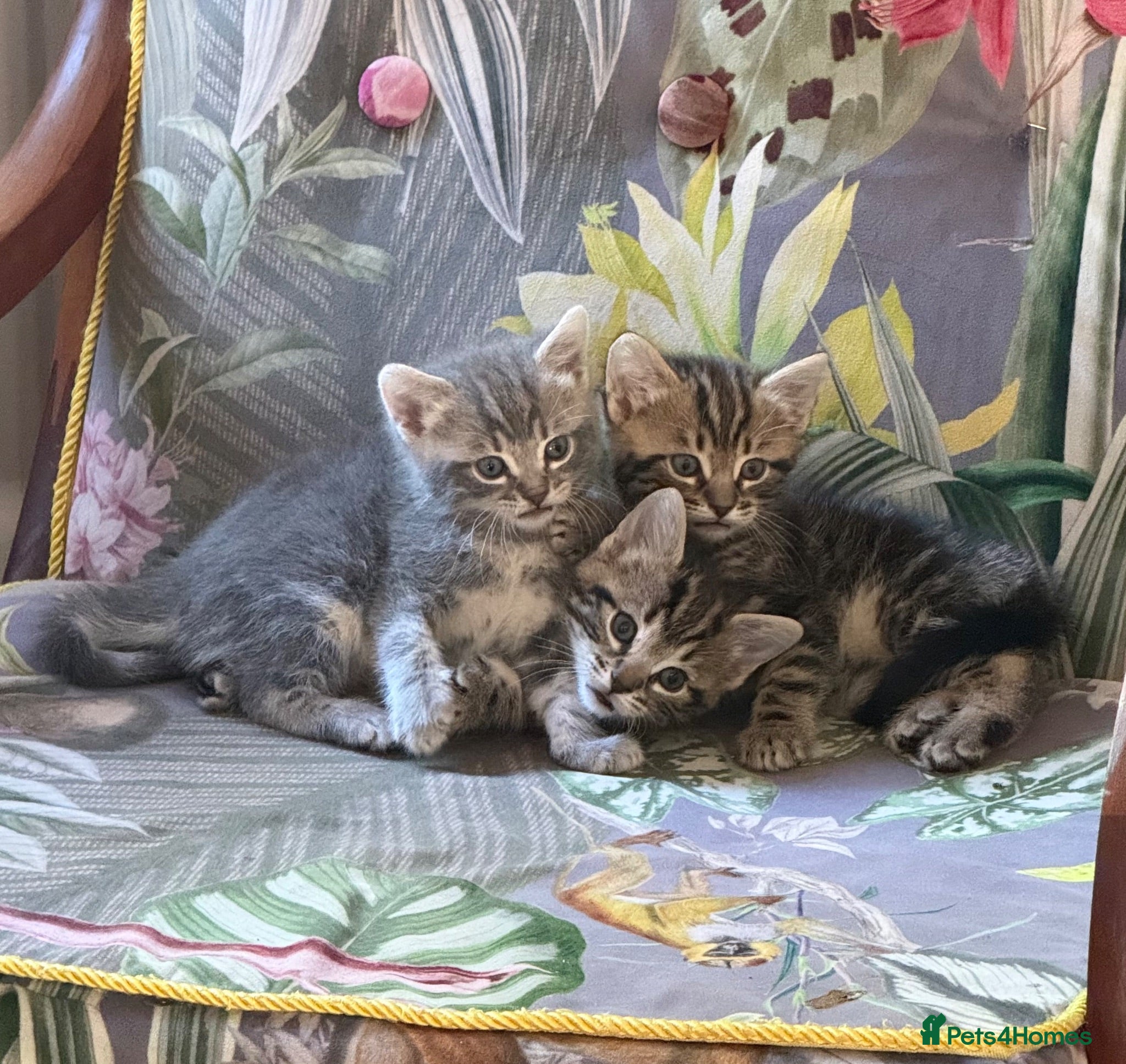 Mixed Breed cats Bengal x Ragdoll x  - Advert 8