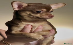 Chihuahua dogs for sale: Chihuahua 2 boys pups - Image 6
