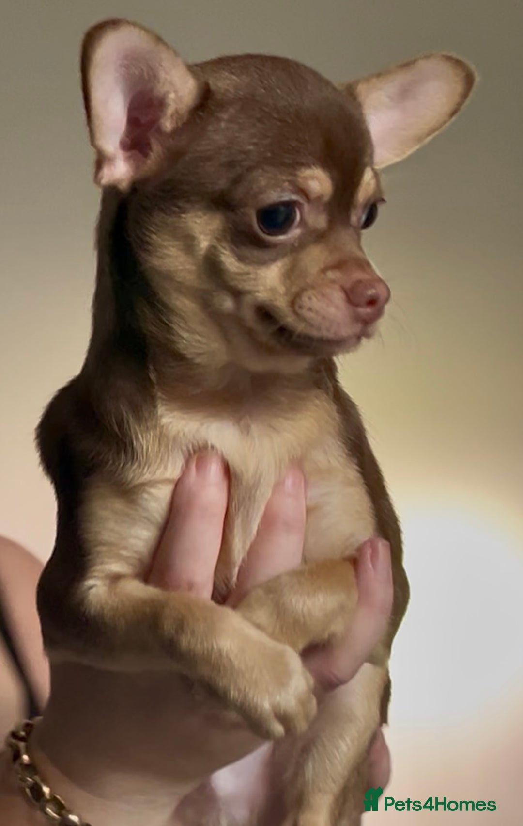 Chihuahua dogs for sale: Chihuahua 2 boys pups - Image 6
