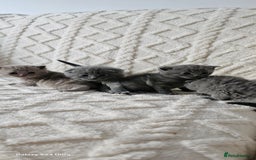 British Shorthair cats for sale: British shorthair & Scotish fold  - Advert 4