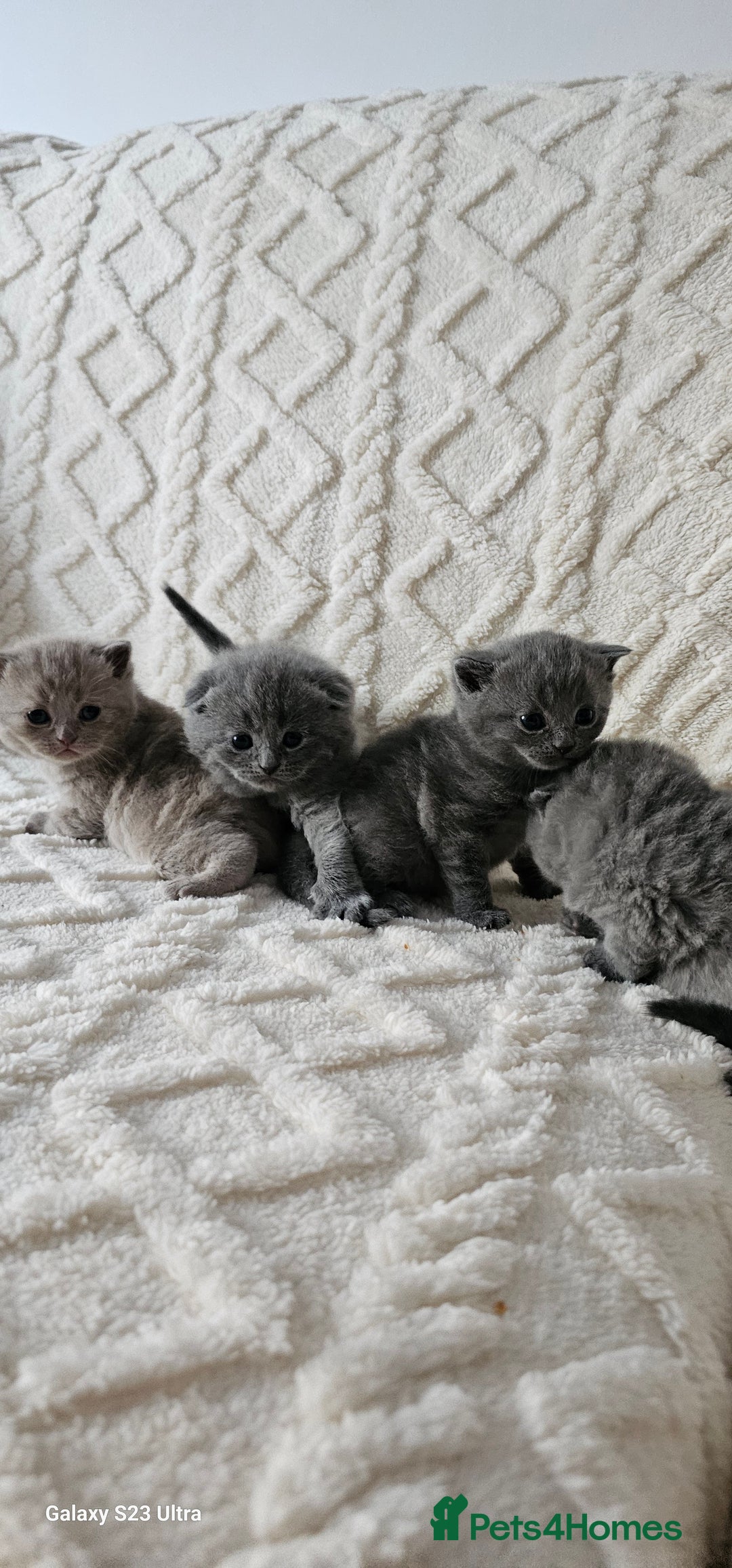 British Shorthair cats for sale: British shorthair & Scotish fold  - Advert 4