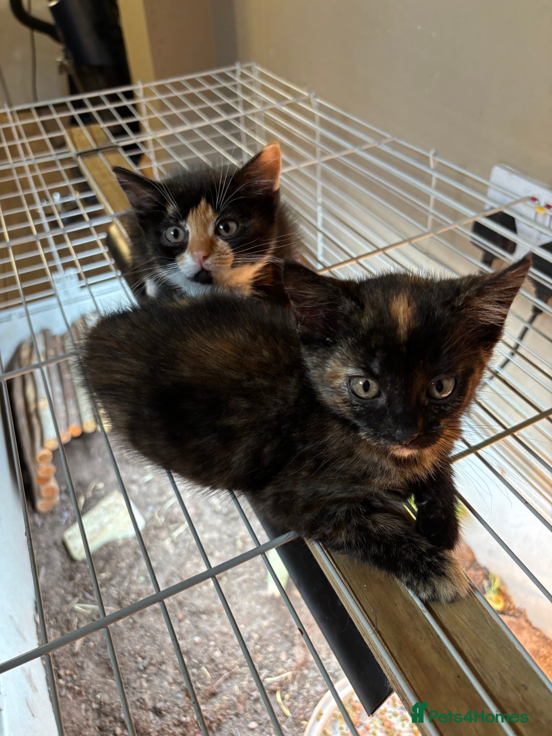 Mixed Breed cats for sale: 1 gorgeous tortie left read to leave this week  - Image 5