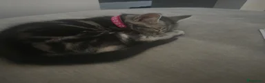 Maine Coon 3
