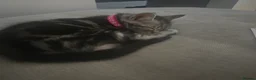Maine Coon cats for sale: Maine coon cross kittens - Advert 3