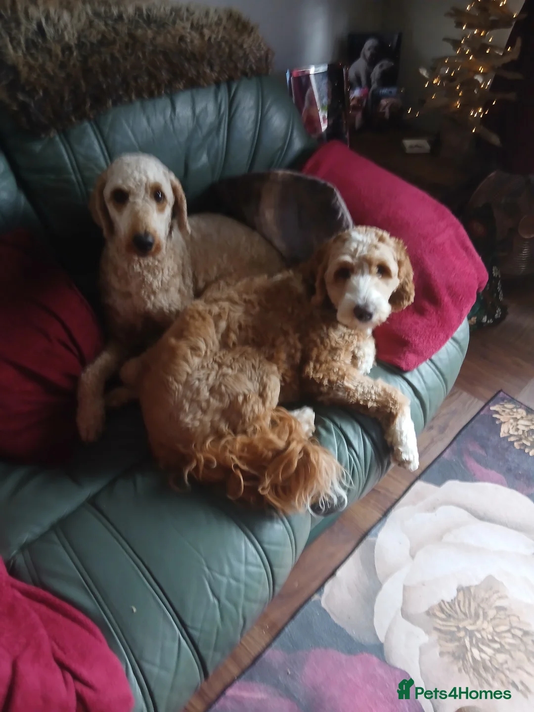 Goldendoodle dogs for sale: Goldendoodle puppies - Advert 2