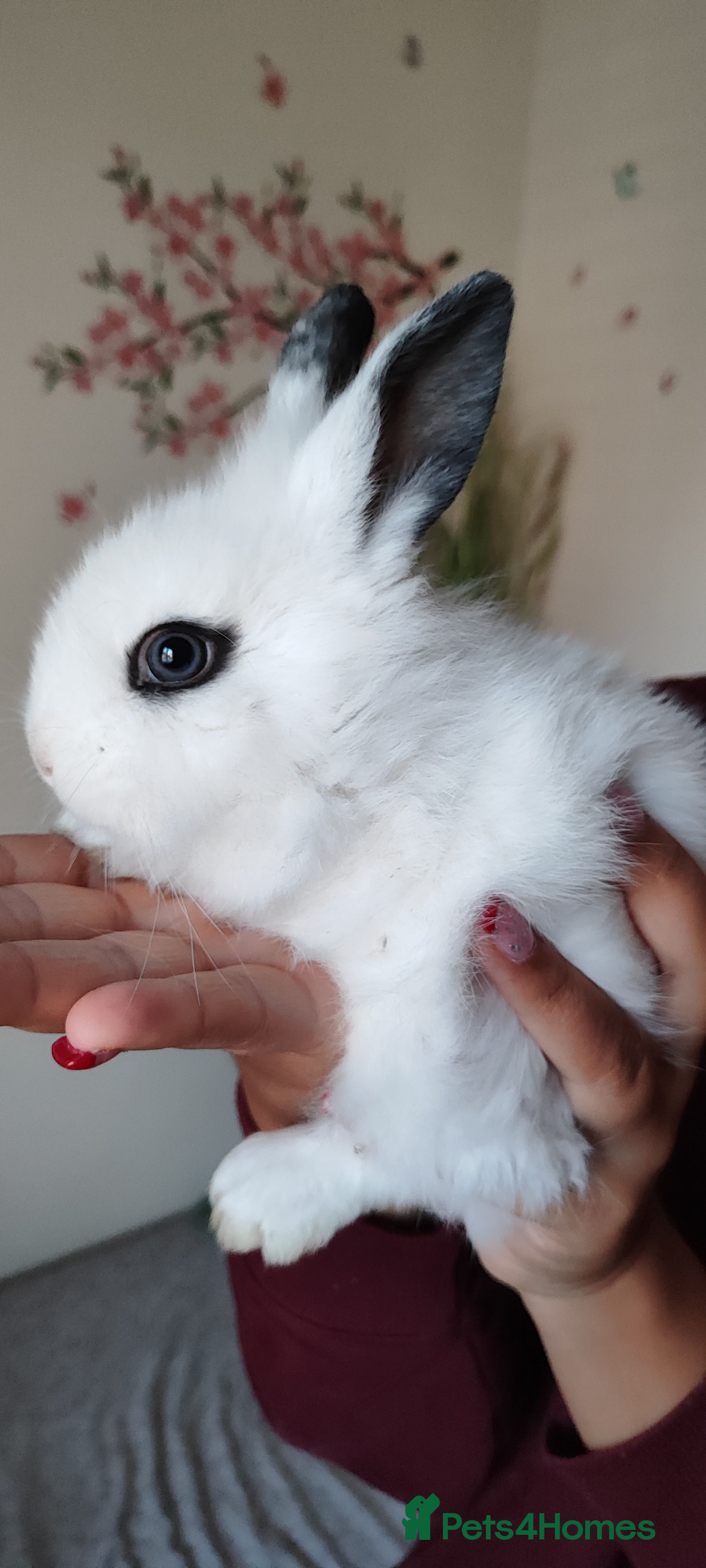 Mini Lion Lop rabbits Wonderful lion head - Advert 1