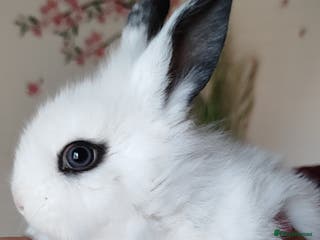 Mini Lion Lop rabbits Wonderful lion head - Advert 1