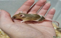 Mouse rodents for sale: Female fancy mice  - Image 10