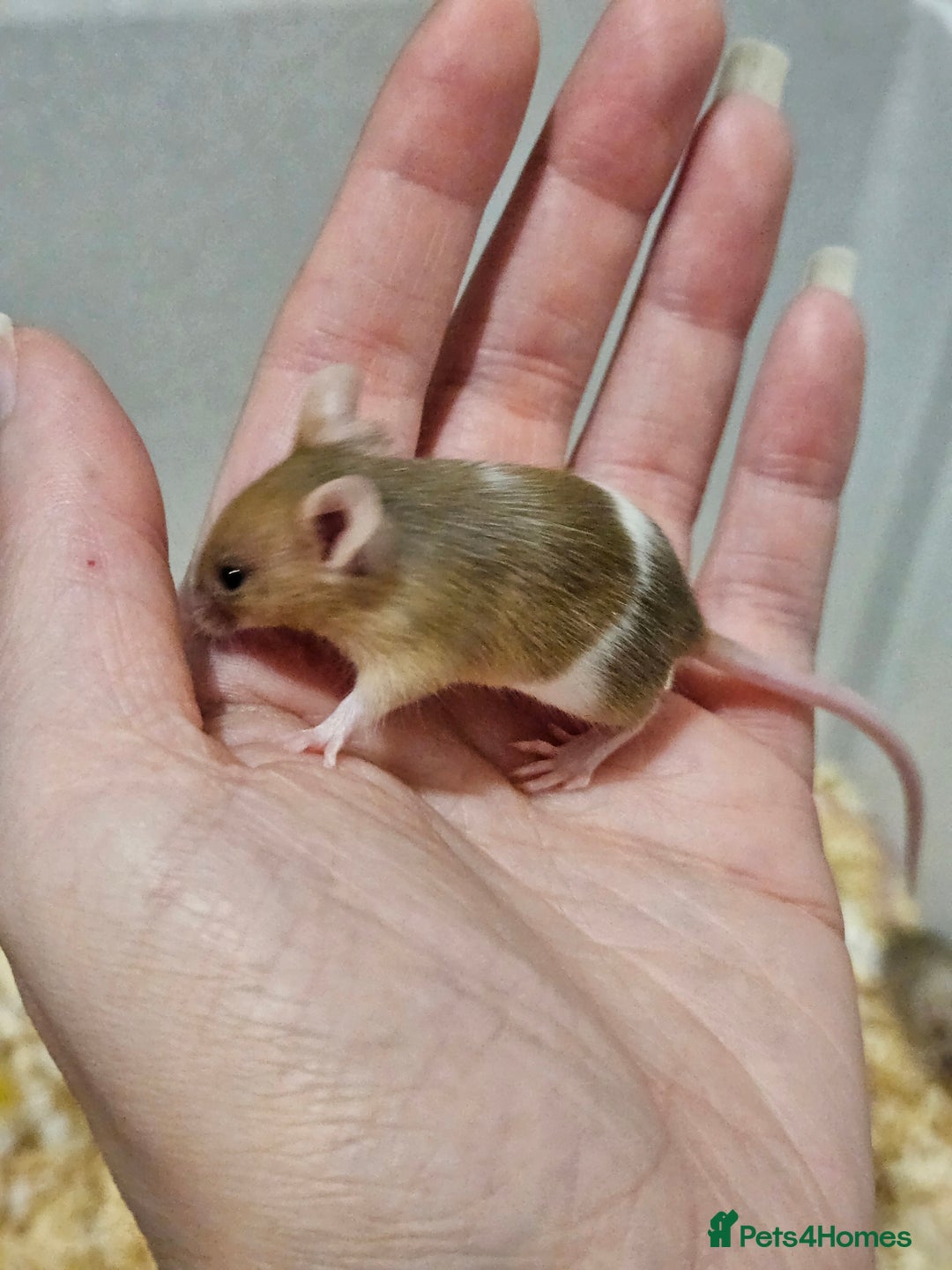 Mouse rodents for sale: Female fancy mice  - Image 10