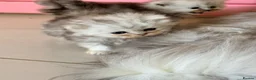 Persian cats for sale: Healthy dollface luxurious chinchilla Persians  - Advert 3