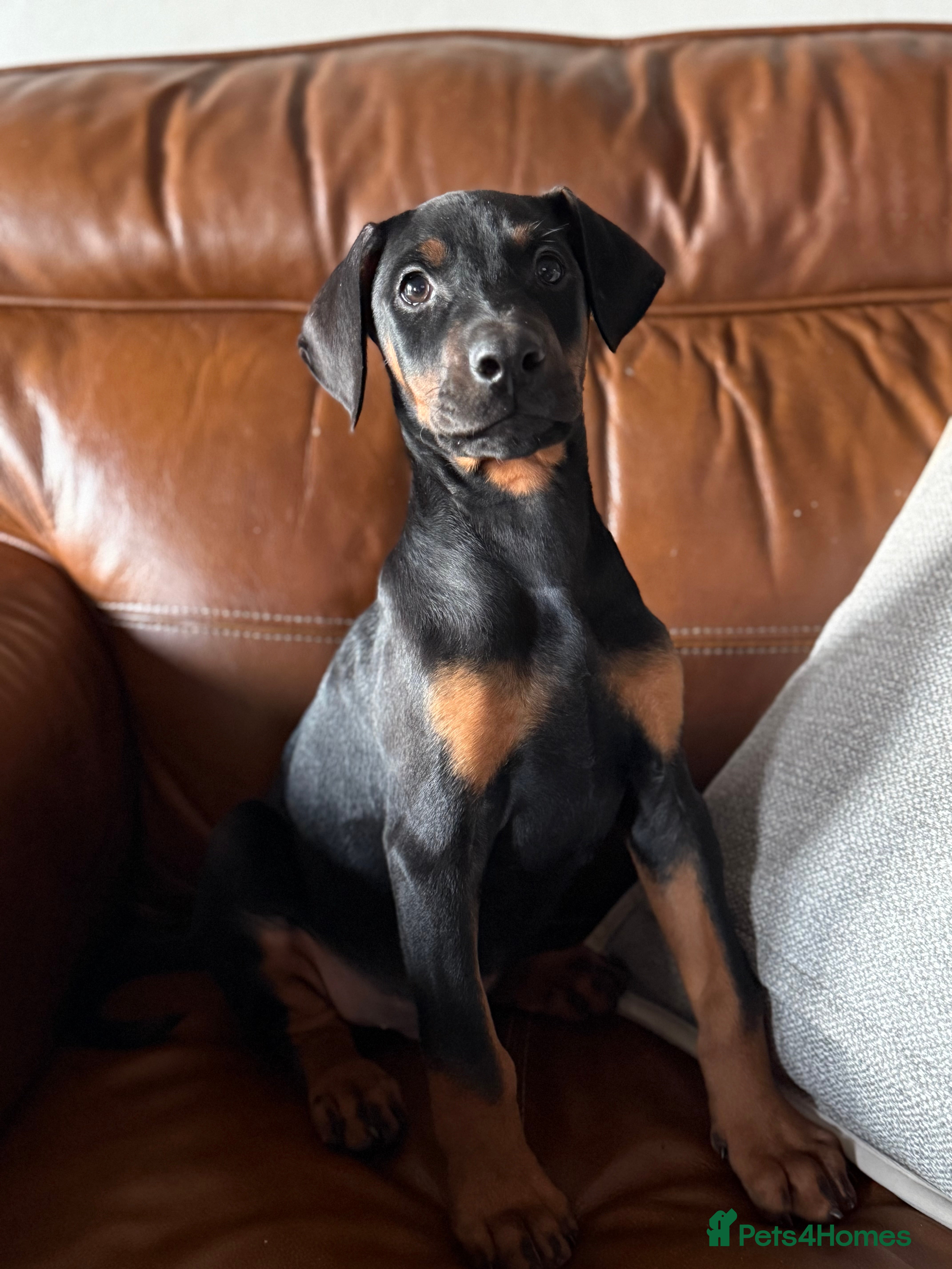 Dobermann dogs Doberman pups - Advert 4