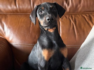 Dobermann dogs Dobermann pups - Advert 1