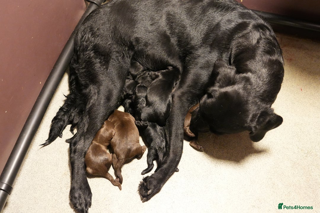 Labrador Retriever dogs for sale: Labrador retrievers chocolate and black KC reg - Image 18