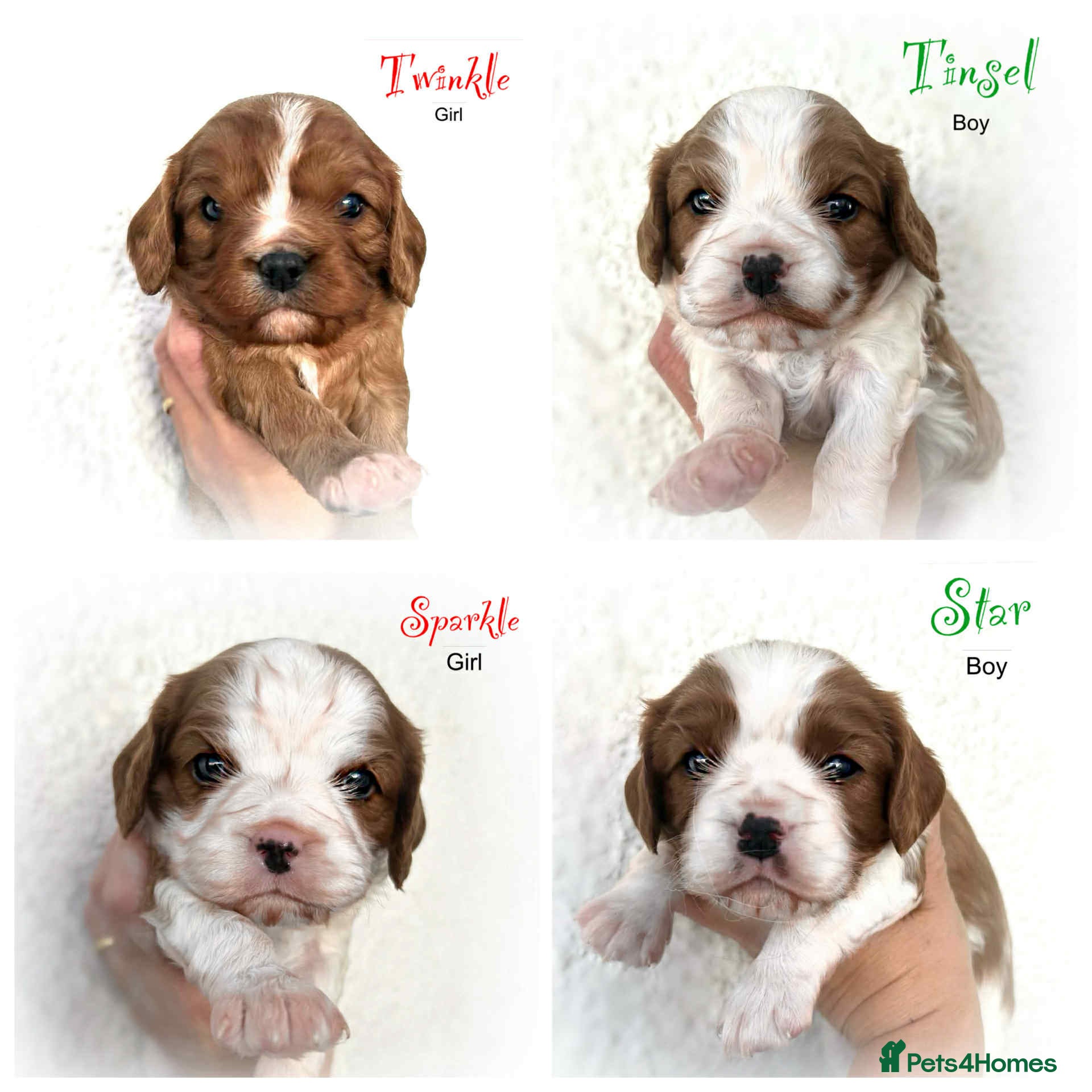 Cavalier King Charles Spaniel dogs Beautiful Cavalier King Charles Puppies - Advert 1
