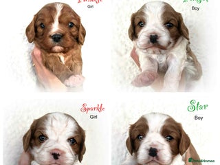 Cavalier King Charles Spaniel dogs Beautiful Cavalier King Charles Puppies - Advert 1