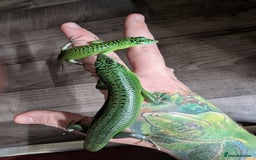 Skink reptiles for sale: 0.0.3 CB Emerald Tree Skinks - Image 4