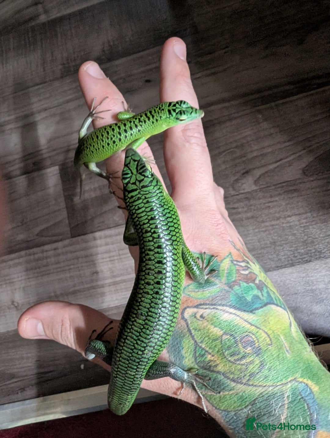 Skink reptiles for sale: 0.0.3 CB Emerald Tree Skinks - Image 4