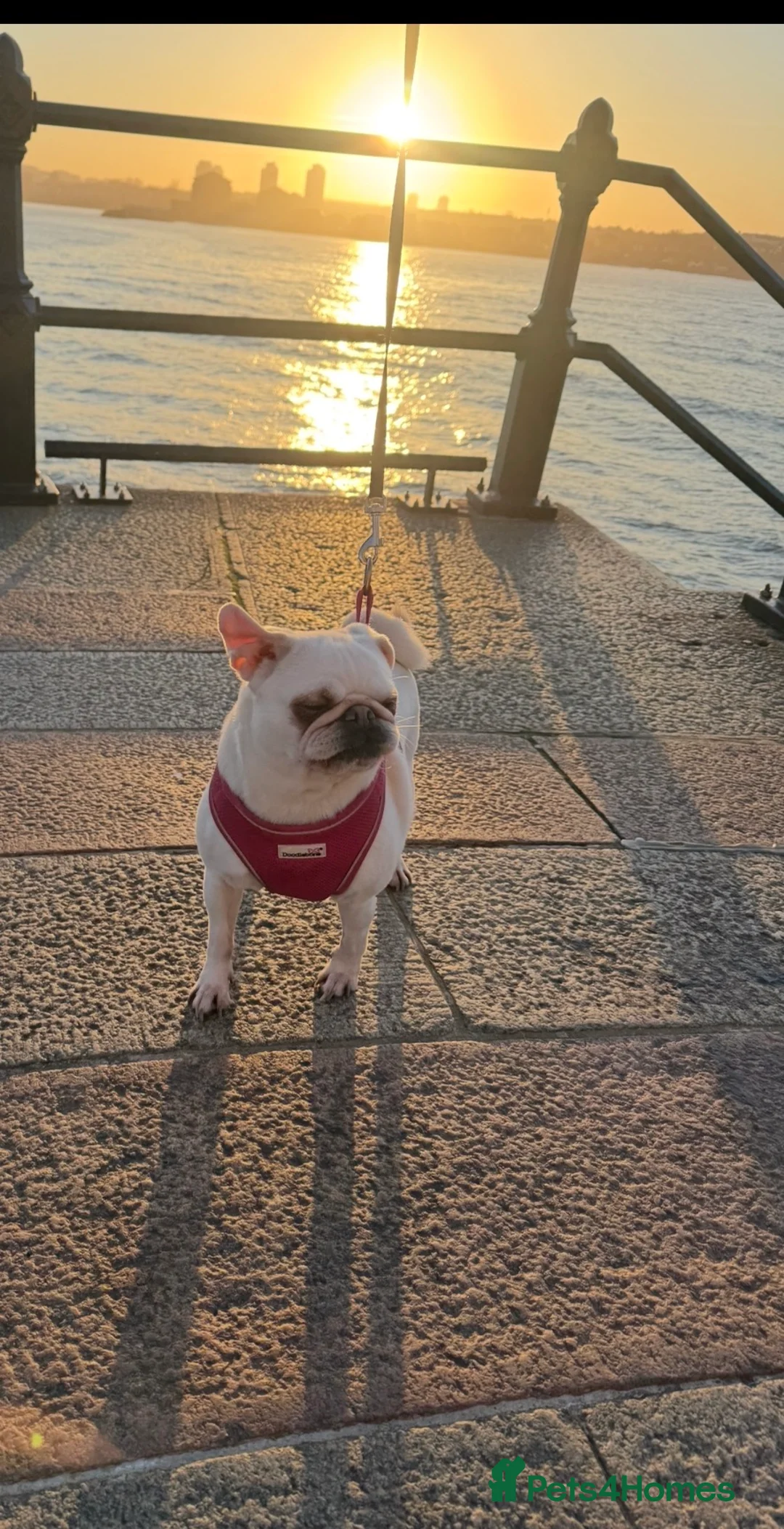 Pug dogs for sale: Adorable white pug🤍 - Advert 2