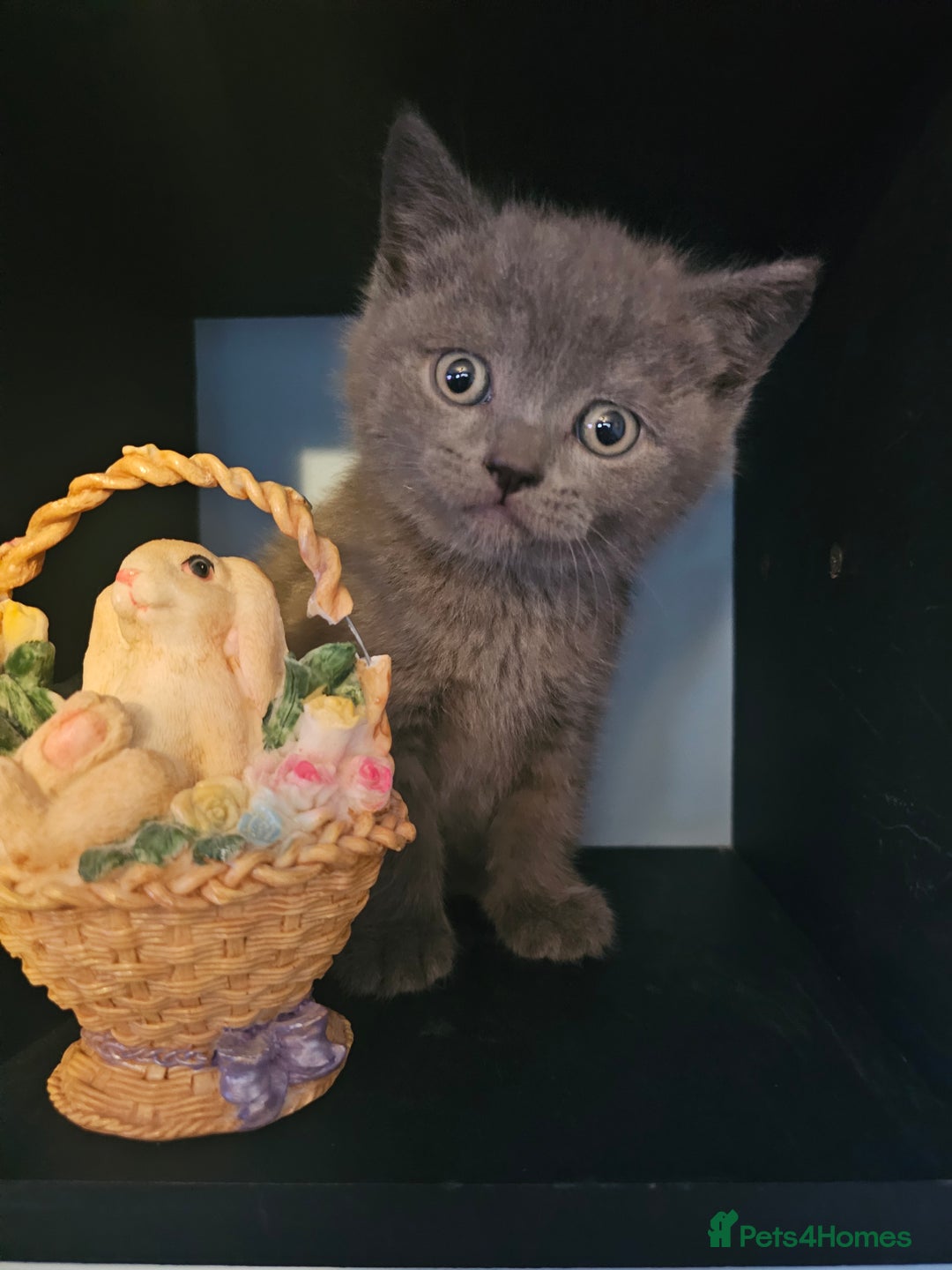 Scottish Fold cats for sale: Scottish fold and straight ears kittens for sale.  - Image 2