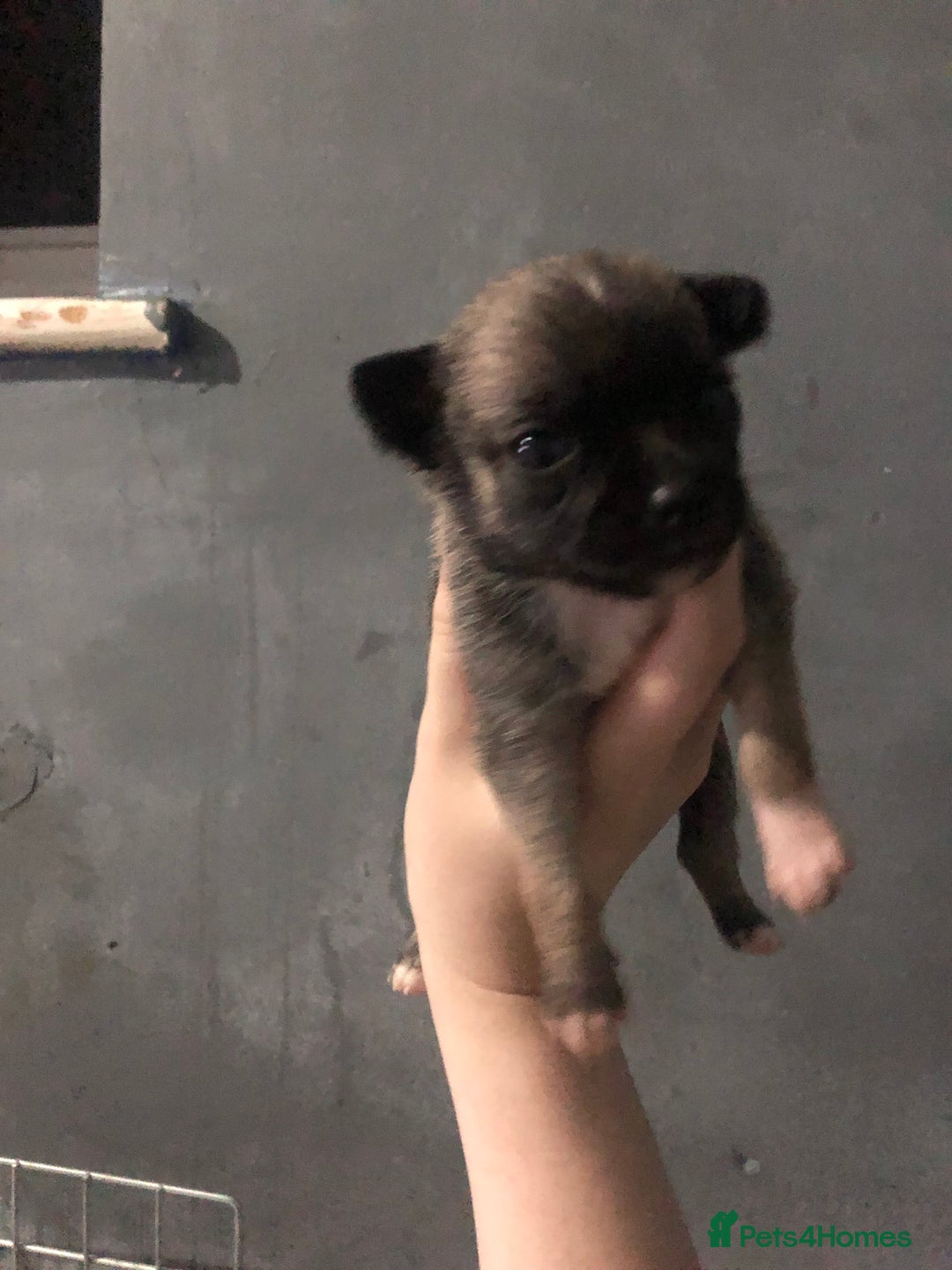 Pomchi dogs for sale: 🐾MALE POMCHI PUPPIES🐾 - Advert 15