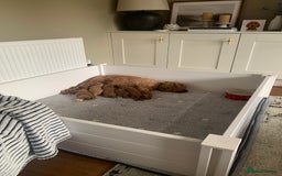 Cockapoo dogs for sale: 3 Stunning Dark Red Cockapoo Puppies - Image 8