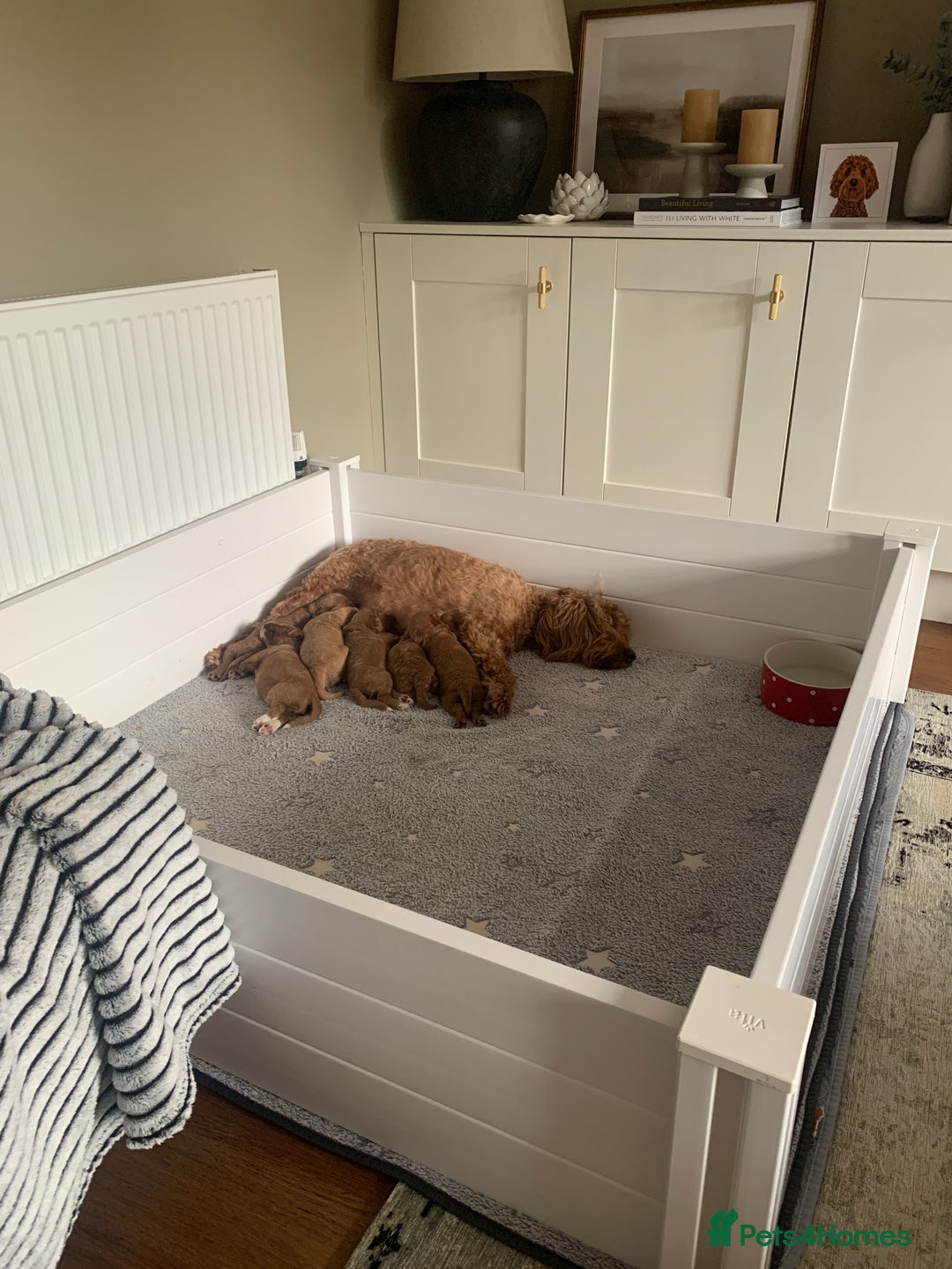 Cockapoo dogs for sale: 3 Stunning Dark Red Cockapoo Puppies - Image 8