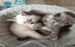 Mixed Breed cats for sale: Kitties  - Image 6