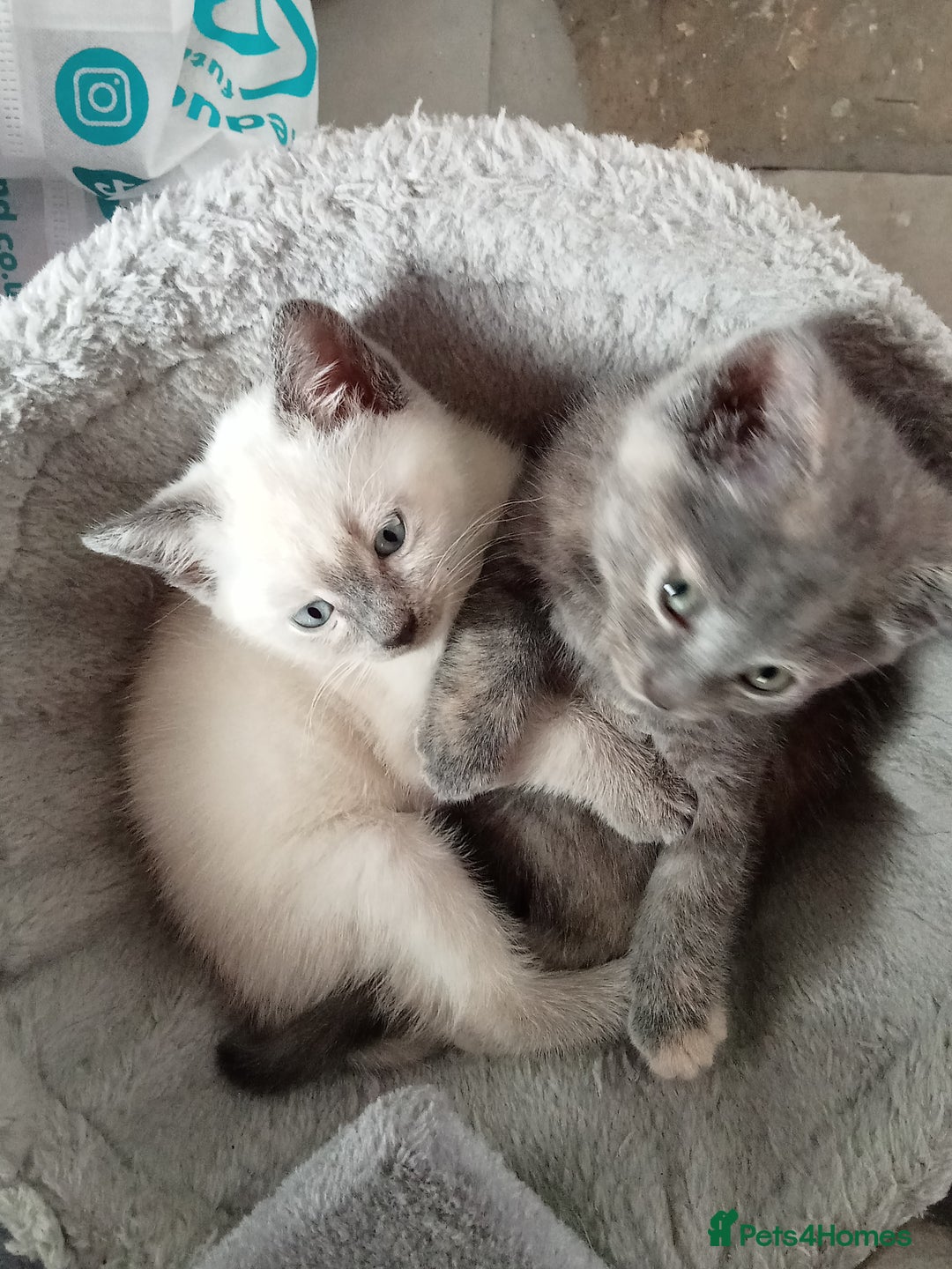 Mixed Breed cats for sale: Kitties  - Image 6