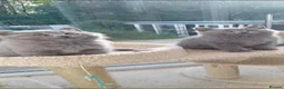 British Shorthair cats for sale: British Blue Shorthair  - Advert 25