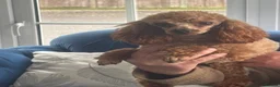 Toy Poodle dogs for stud: KC RED TOY POODLE STUD - Advert 17