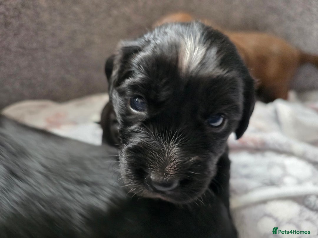 Cocker Spaniel dogs for sale: last puppy (girl) of the Working Cocker Spaniel - Advert 14