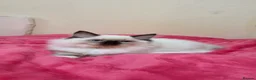 Ragdoll cats for sale: Ragdoll kittens 🐾😻 - Advert 4