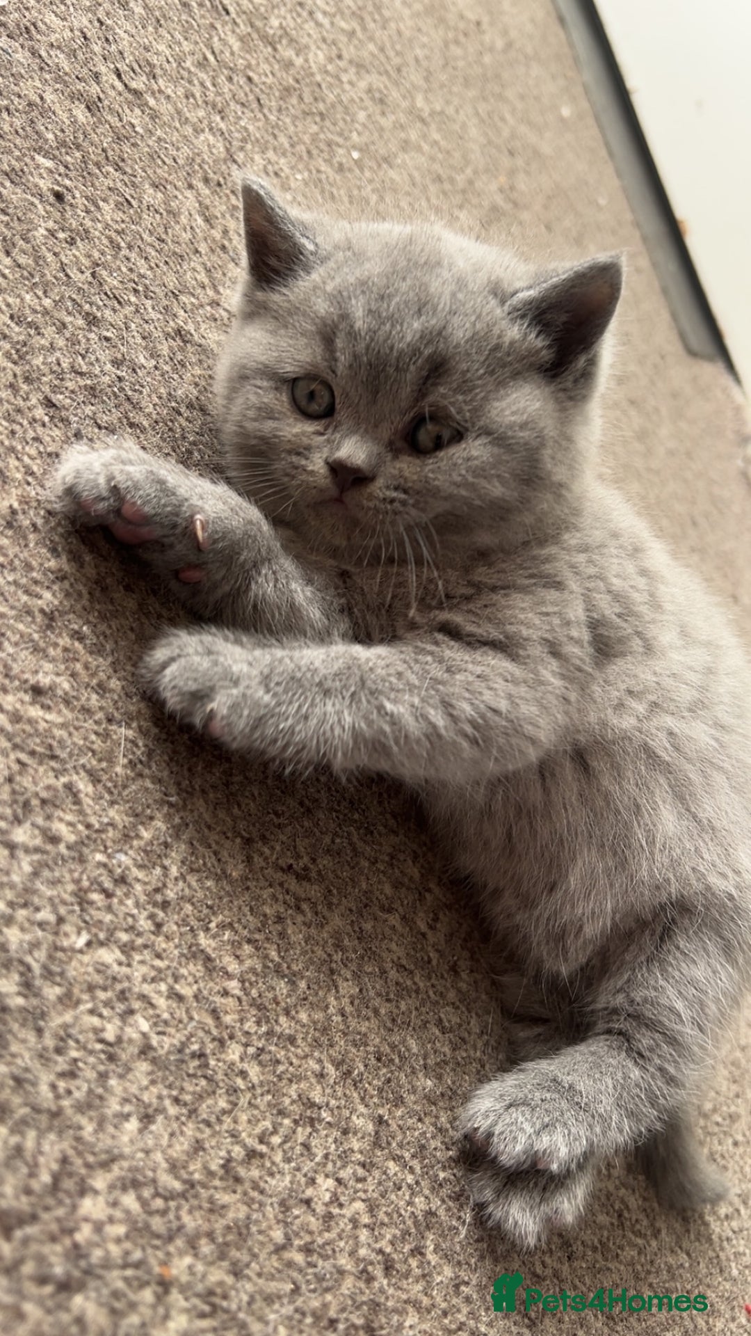 British Shorthair cats for sale: British Shorthair kittens - Advert 16