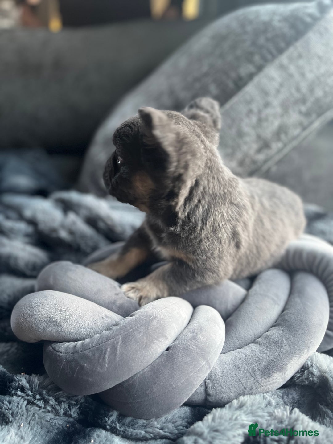 French Bulldog dogs for sale: Beautiful full fluffy frenchies  - Advert 29