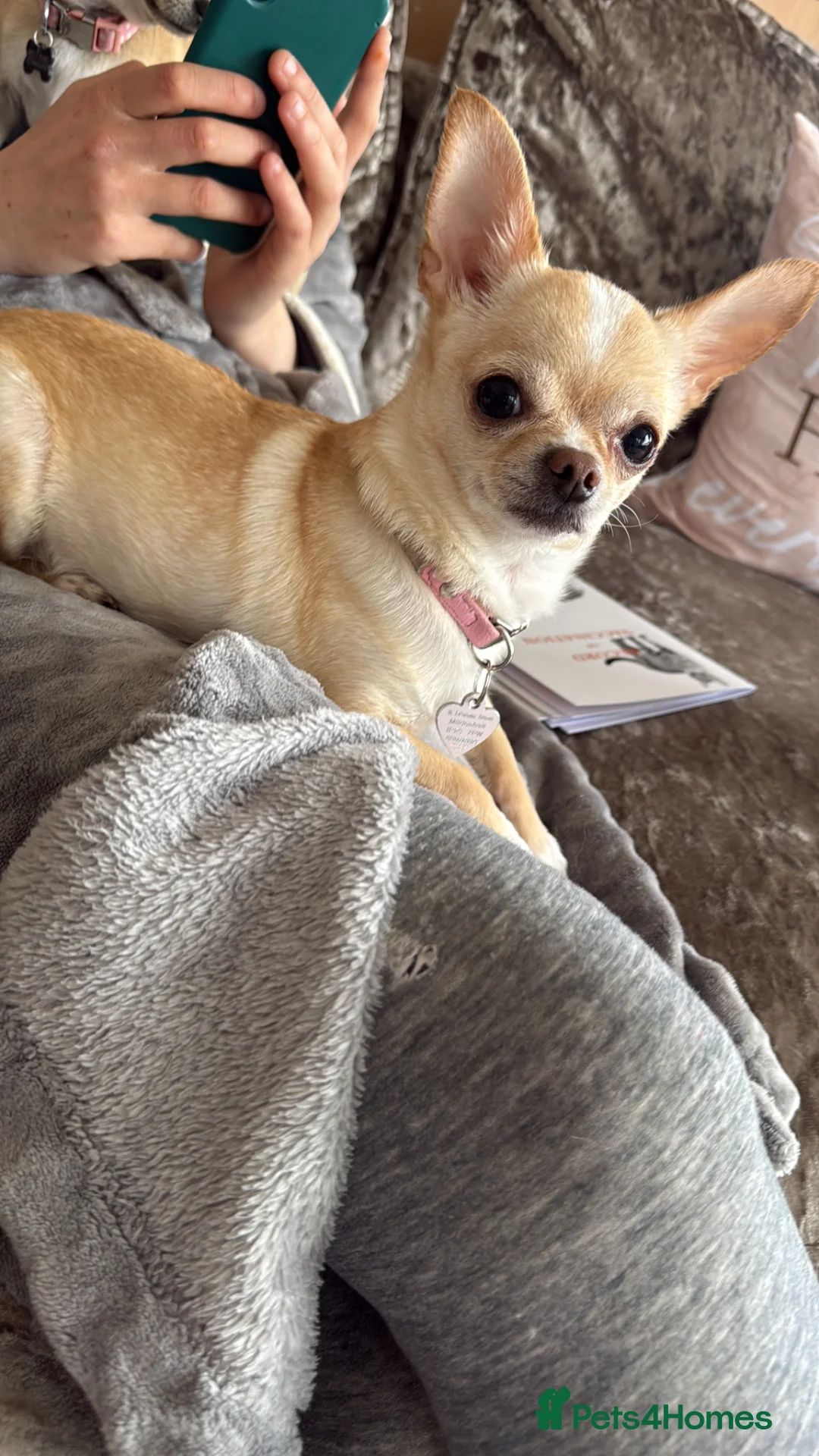 Chihuahua dogs for sale: chihuahua girl - Advert 9