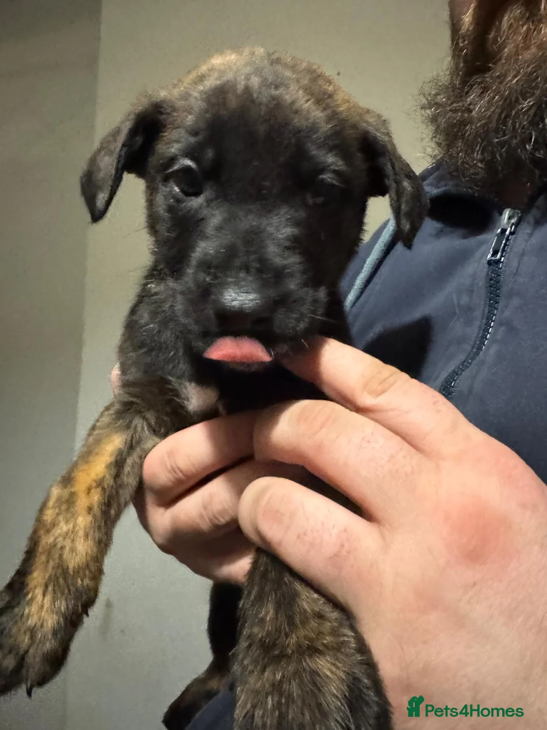 Mixed Breed dogs for sale: Belgian malinois shepherd  ** tiff puppies - Advert 5