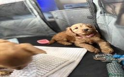 Cockapoo dogs for sale: Beautiful Cockapoos  - Image 16