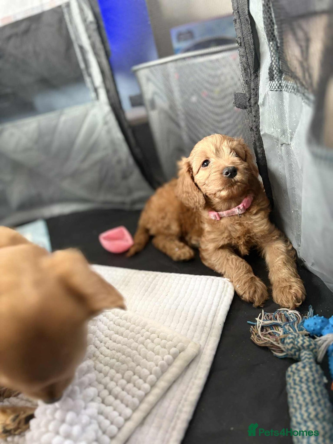 Cockapoo dogs for sale: Beautiful Cockapoos  - Image 16