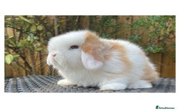 Mini Lop rabbits for sale: Beautiful mini lops for sale  in Nottingham - Image 1