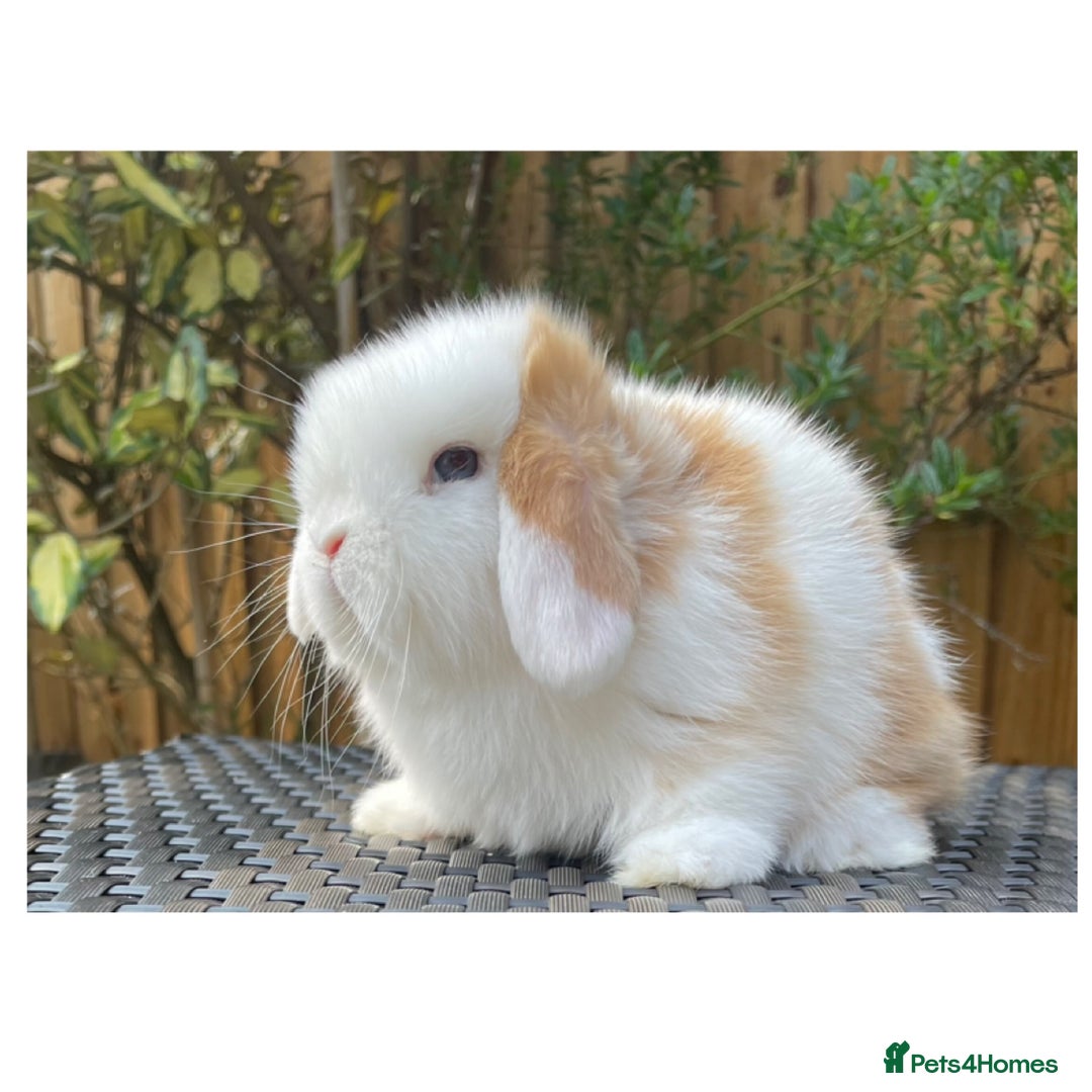 Mini Lop rabbits for sale: Beautiful mini lops for sale  in Nottingham - Image 1