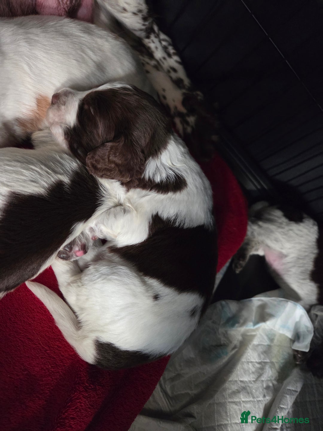 Cocker Spaniel dogs for sale: 7 little beauties show cockers - Advert 8