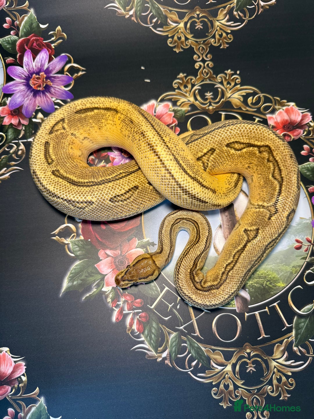 Python Snake reptiles for sale: Selection of royal pythons  - Image 6