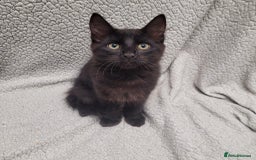Bengal cats for sale: 3 black and 3 bengal kittens (1 male) - Image 2