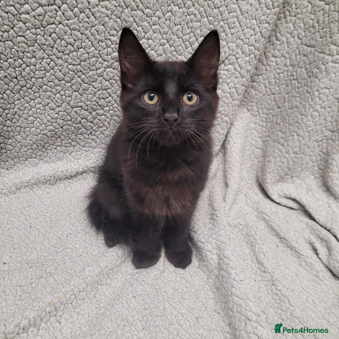 Bengal cats for sale: 3 black and 3 bengal kittens (1 male) - Image 2