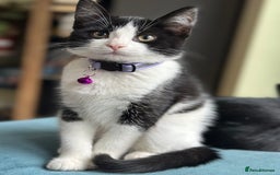 Mixed Breed cats for sale: Beautiful tuxedo kittens  - Image 6